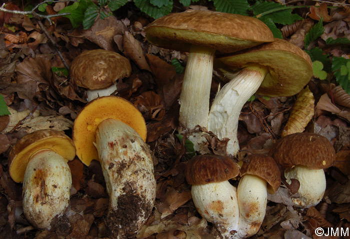 Boletus depilatus