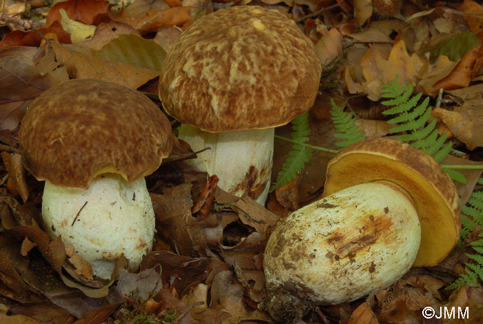 Boletus depilatus