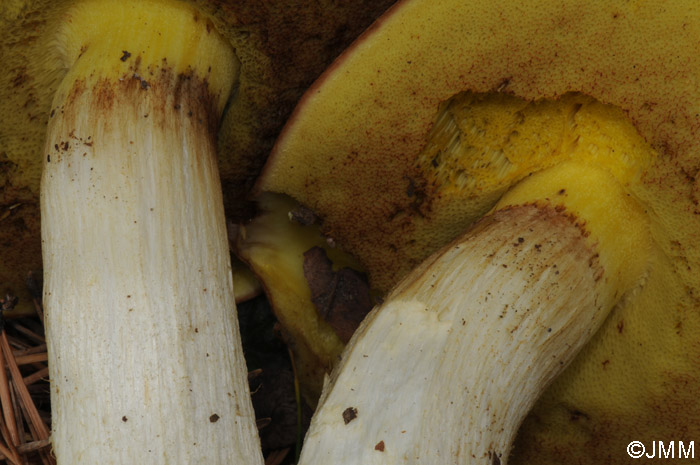 Boletus depilatus