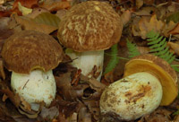 Boletus depilatus