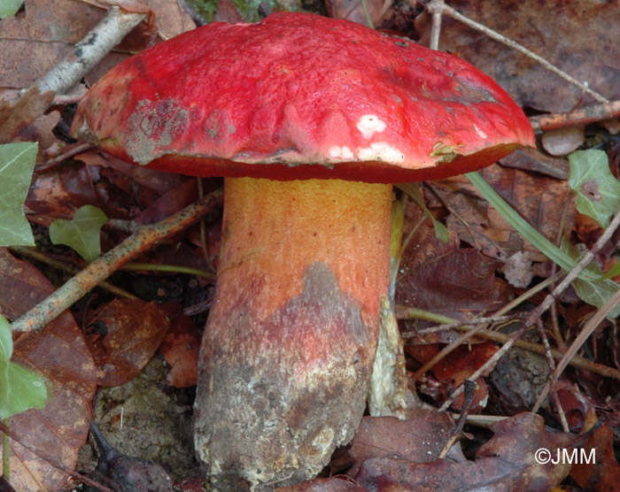 Boletus dupainii