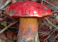 Boletus dupainii