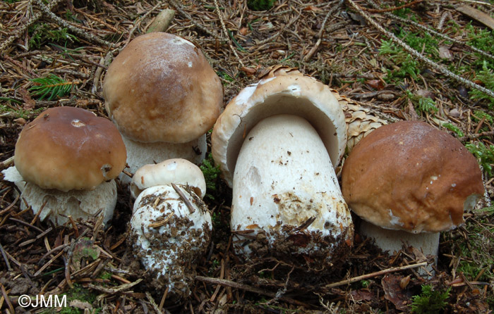 Boletus edulis