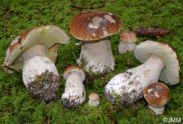 Boletus edulis