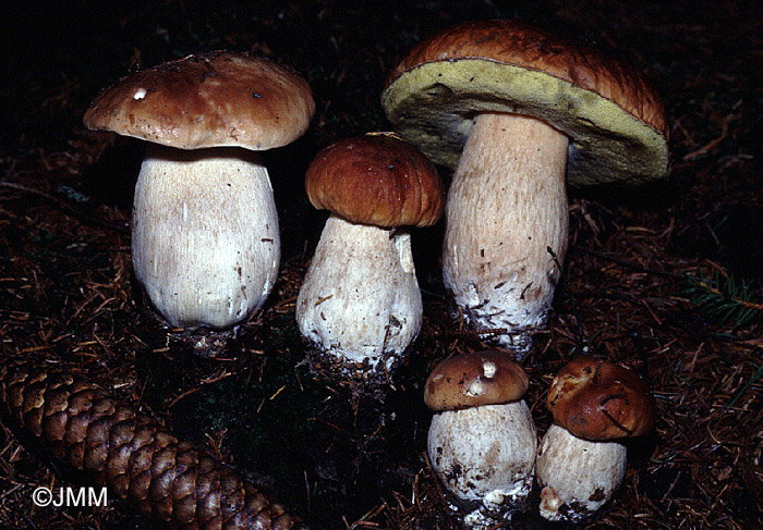 Boletus edulis