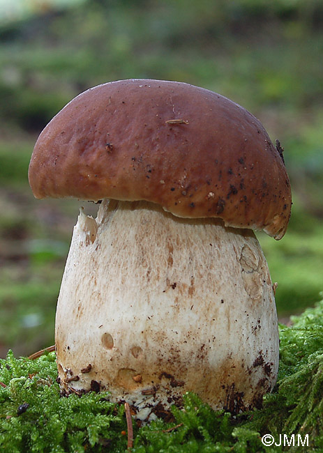 Boletus edulis