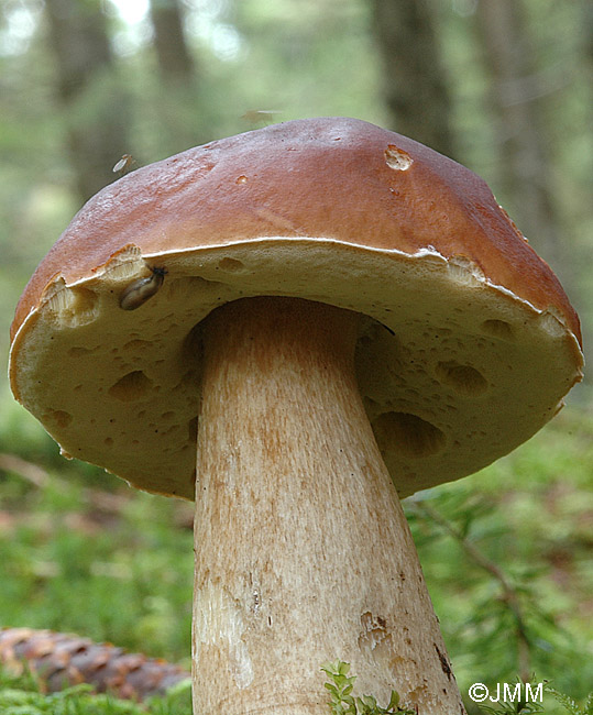 Boletus edulis