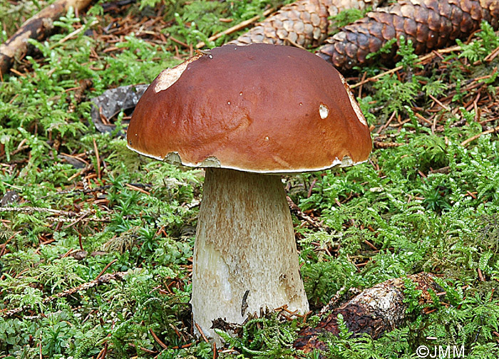 Boletus edulis