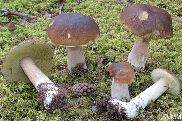 Boletus edulis