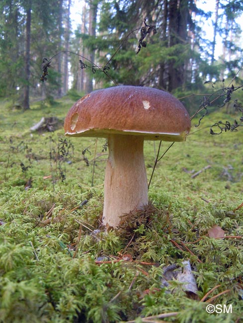 Boletus edulis