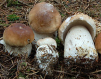 Boletus edulis