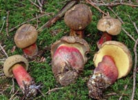 Boletus calopus f. ereticulatus