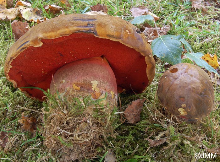 Boletus erythropus