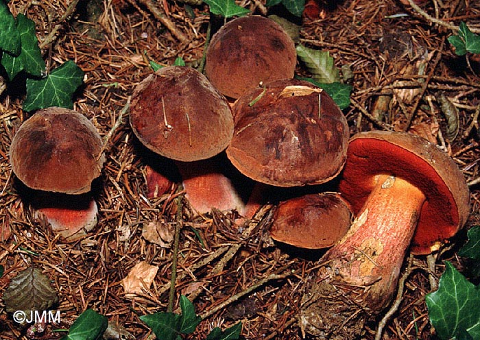 Boletus erythropus