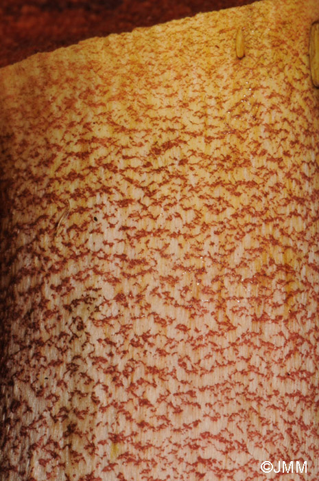 Boletus erythropus : détail du stipe