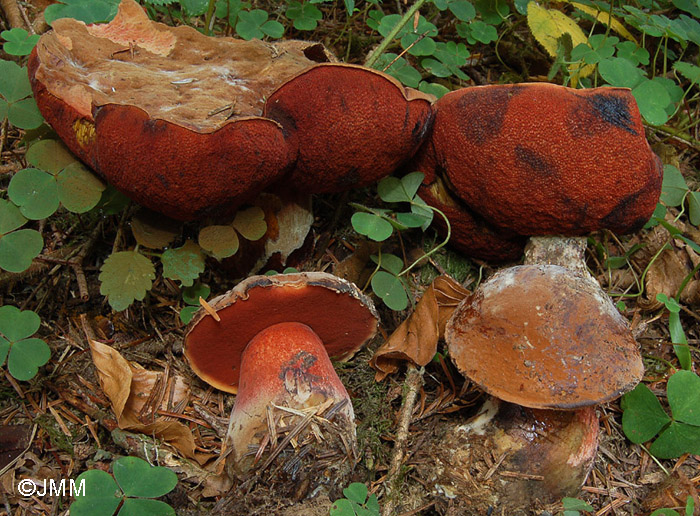 Boletus erythropus