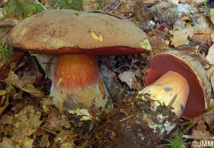 Boletus erythropus