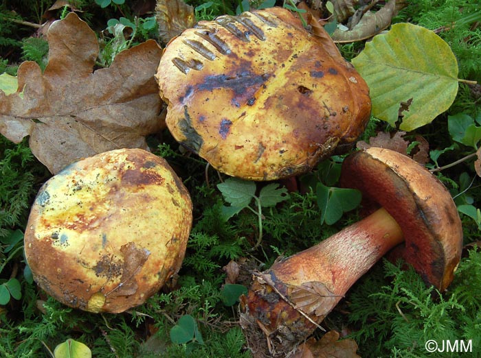 Boletus erythropus var. discoloroides