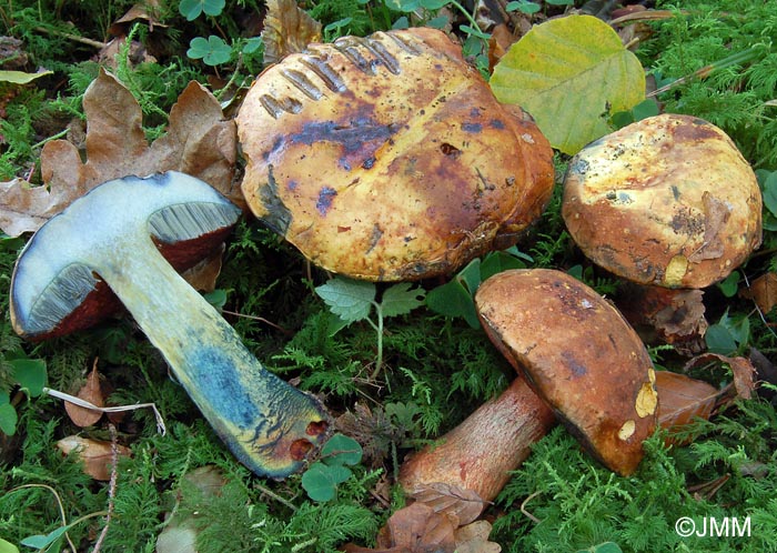 Boletus erythropus var. discoloroides