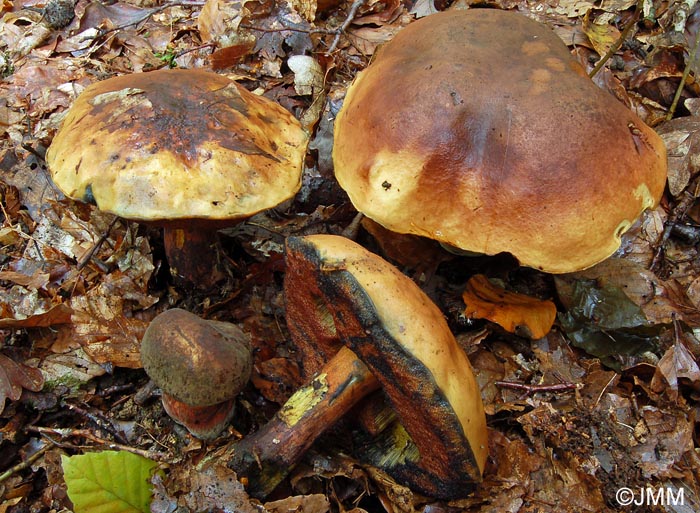 Boletus erythropus var. discoloroides