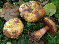 Boletus erythropus var. discoloroides