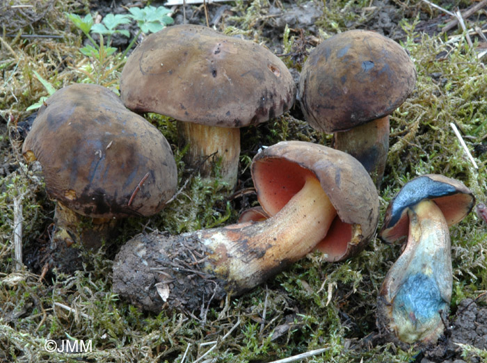 Boletus erythropus