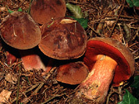 Boletus erythropus