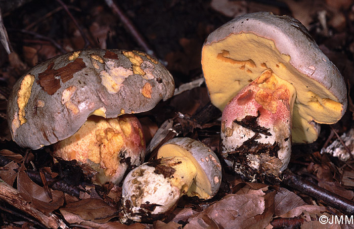 Boletus fechtneri