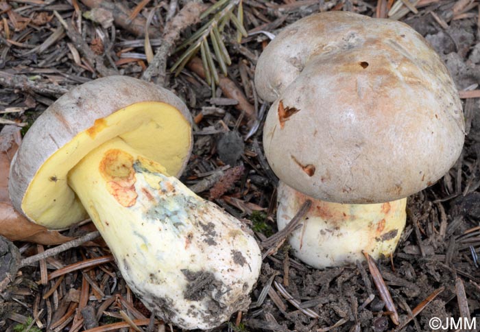 Boletus fechtneri