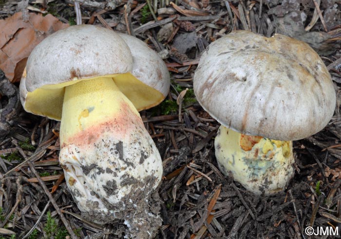 Boletus fechtneri