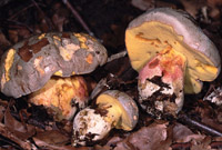 Boletus fechtneri