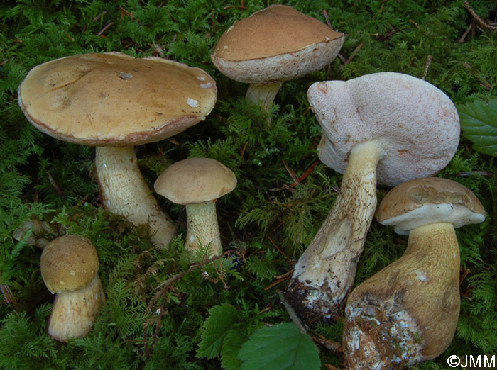 Tylopilus felleus