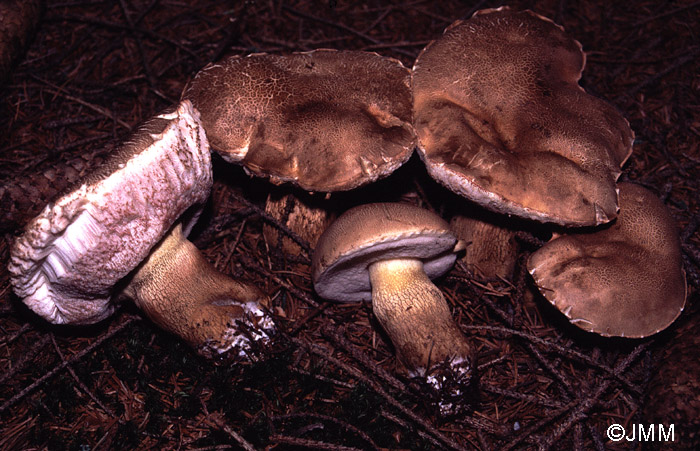 Tylopilus felleus