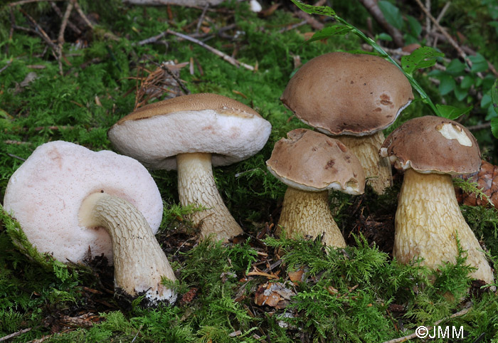 Tylopilus felleus