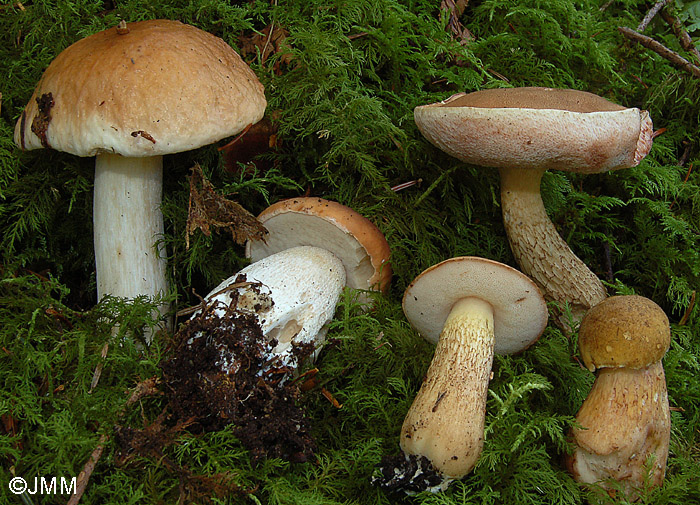 Boletus edulis et Tylopilus felleus