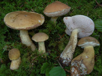 Tylopilus felleus