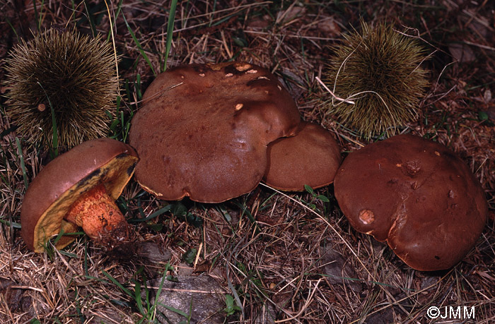 Boletus fragrans