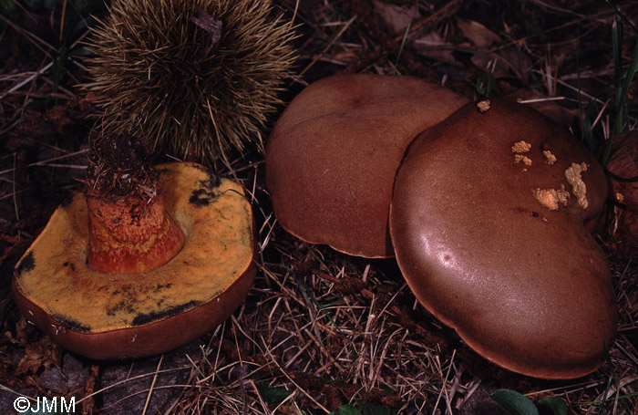 Boletus fragrans