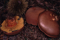 Boletus fragrans