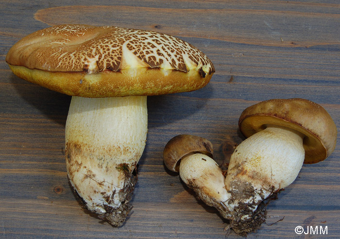 Boletus impolitus