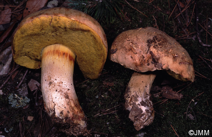 Boletus impolitus