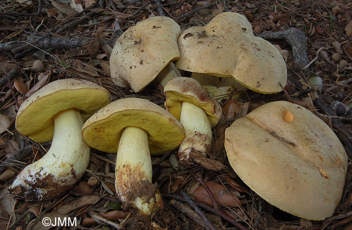 Boletus impolitus