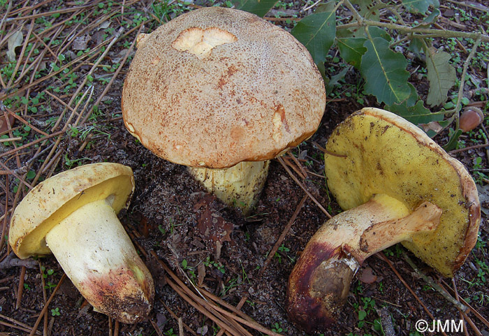 Boletus impolitus