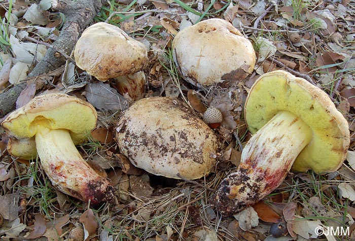 Boletus impolitus