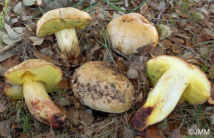 Boletus impolitus