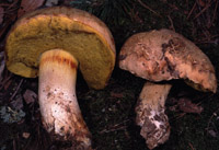 Boletus impolitus