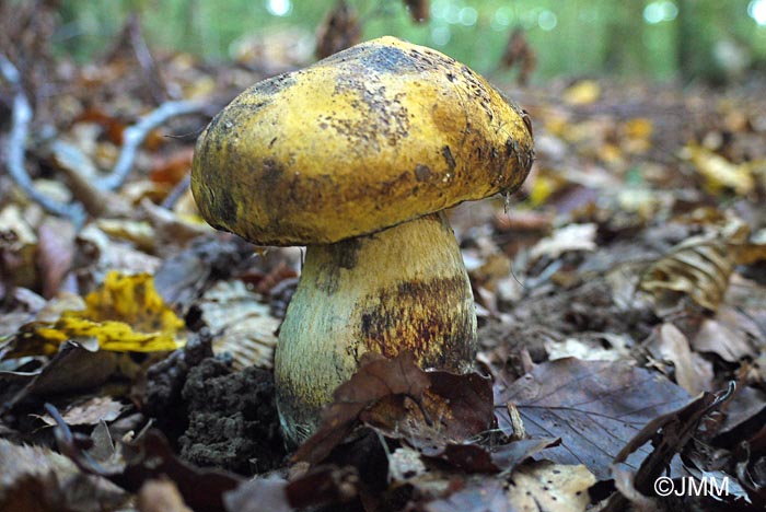 Boletus erythropus var. junquilleus