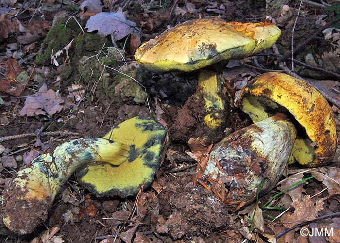 Boletus erythropus var. junquilleus