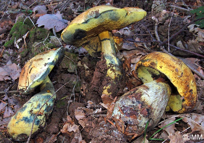 Boletus erythropus var. junquilleus