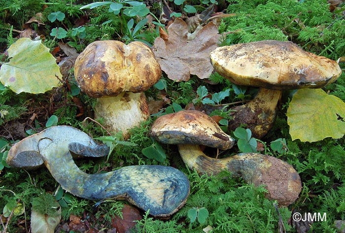 Boletus erythropus var. junquilleus